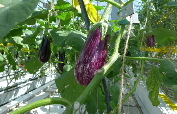 An innovative experimental platform in Belgium dedicated to urban agriculture stakes