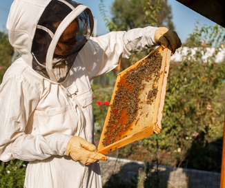 Community supported beekeeping in Oslo