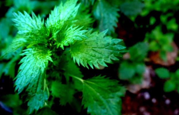 Don’t pull out superfoods: a piece of advice from le jardin e(s)t la recette