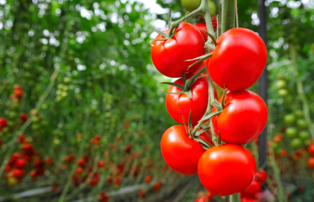 Saviours of tomatoes: micro-ressources (Paris, France)